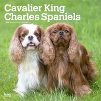 Cavalier King Charles Spaniel Kalender 2026