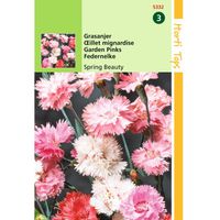 Hortitops - 2 stuks Dianthus Plum. Dbl.Bl.Gem. Spring Beauty