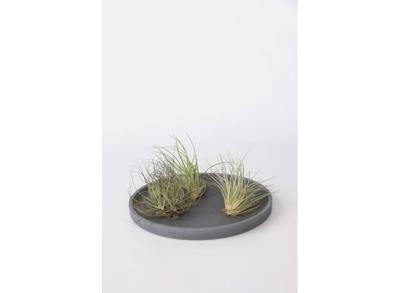 Set van 6 Tillandsia Luchtplantjes