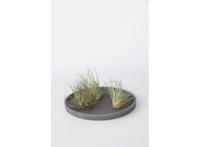 Set van 6 Tillandsia Luchtplantjes
