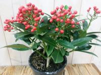 Skimmia met bes 30 cm - Warentuin natuurlijk