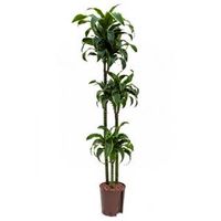 Dracaena dorado huara hydrocultuur plant