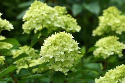 Nieuwste pluimhortensia