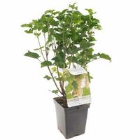 Witte bes (ribes rubrum "Witte Parel") fruitplanten - In 5 liter pot - 1 stuks