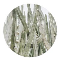 Tuincirkel Cactus 50
