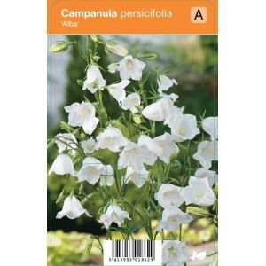 Klokjesbloem (campanula persicifolia "Alba") zomerbloeier - 12 stuks