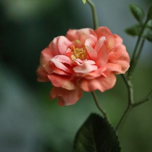 Wilde Rozen Kunsttak 71cm Zalm
