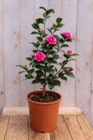 Japanse Roos Camellia Japonica Rodedale's Beauty 90 cm rode bloemen Warentuin Natuurlijk - Warentuin natuurlijk