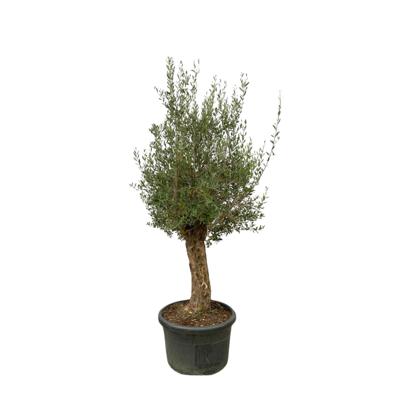 Olea Europaea Bonsai - 250cm- Ø65