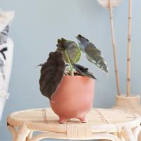 Alocasia Azlanii - P11 Alocasia Azlanii - P11