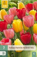 Tulipa Darwin Hybride Mix 7 bollen