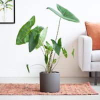 Alocasia Zebrina - Olifantsoor - inclusief Keramieken Antraciet Pot - P19
