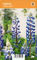 Vips Lupinus Gallery Blue - Lupine Vips Lupinus Gallery Blue - Lupine