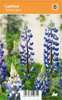 Vips Lupinus Gallery Blue - Lupine