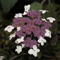 Fluweelhortensia