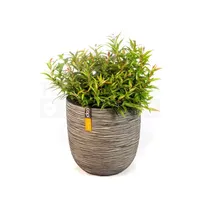 Pot bol Rib NL 35x34 antraciet + Leucothoe