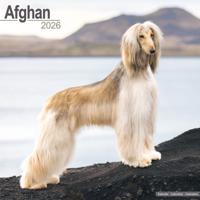 Afghaanse Windhond Kalender 2026