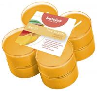 Maxilichten clear cup True Scents Mango 8u - Bolsius