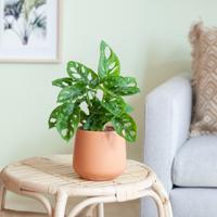 plantje.nl Monstera Adansonii Monkey Mask Kamerplanten, Groen, Groene bladeren, Gaten, Geschikt voor beginnende plantenliefhebbers, Guttatie, Indirect