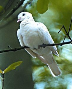 Dove (duif)