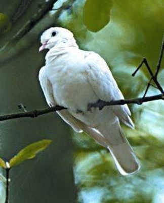 Dove (duif)
