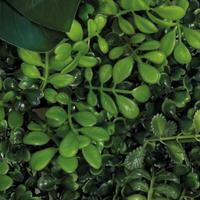 Repto Aquadistri plant achterwand mat 25x25 cm 2 - Aquadistri