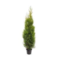 Thuja occidentalis King of Brabant pbr 150-175 cm Conifeer - Warentuin natuurlijk