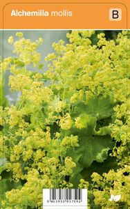 Vips Alchemilla mollis - Vrouwenmantel
