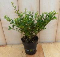 3 stuks! Ilex donkergroen klein - Warentuin natuurlijk