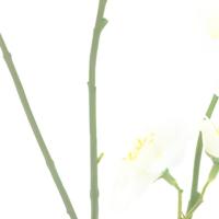 Mini zinnia spray white 88 cm kunstbloem Erutan Avon - Erutan avon