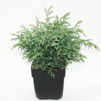 Schijncipres (Chamaecyparis pisifera "Baby Blue") conifeer - thumbnail