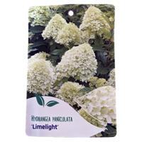 Hortensia Paniculata Limelight - Warentuin natuurlijk Hortensia Paniculata Limelight - Warentuin natuurlijk