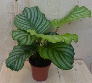 Calathea Orbifolia Pauwenplant groen blad gestreept 30 cm - Warentuin Natuurlijk