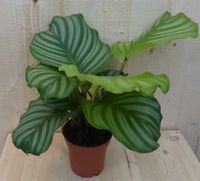 Calathea Orbifolia Pauwenplant groen blad gestreept 30 cm - Warentuin Natuurlijk - thumbnail