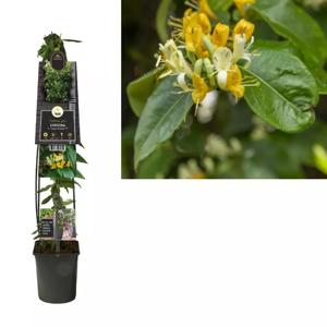 Lonicera henryi 'Copper Beauty' PBR -L