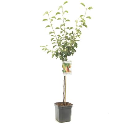 Pyrus communis Bonne Louise d'Avranches Handpeer laagstam fruitplant Fruithof - Fruithof Pyrus communis Bonne Louise d'Avranches Handpeer laagstam fruitplant Fruithof - Fruithof