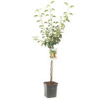 Pyrus communis Bonne Louise d'Avranches Handpeer laagstam fruitplant Fruithof - Fruithof