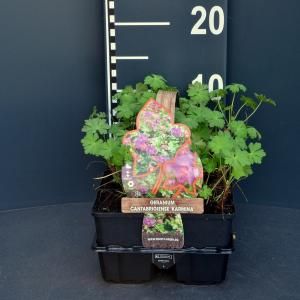 Ooievaarsbek (geranium cantabrigiense "Karmina") bodembedekker - 6-pack - 1 stuks