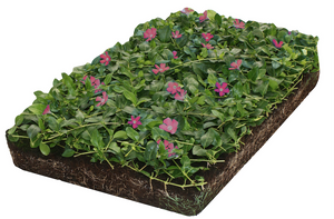 Plantenmat vasteplanten maagdenpalm Vinca Atropurpurea'prijs per 1m2 cm Covergreen - Covergreen