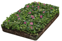 Plantenmat vasteplanten maagdenpalm Vinca Atropurpurea'prijs per 1m2 cm Covergreen - Covergreen - thumbnail