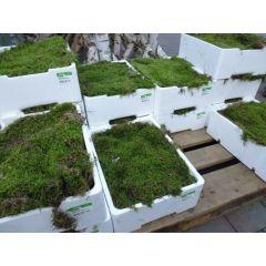 Outlet G: Vier kisten platmos (4 lagen mos per kist) Warentuin Natuurlijk - Warentuin Collection