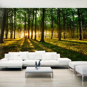 Zelfklevend fotobehang - Mystieke Ochtend, Bos, 490x280cm, premium print
