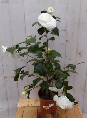 Camelia wit 80 cm Warentuin Natuurlijk - Warentuin natuurlijk