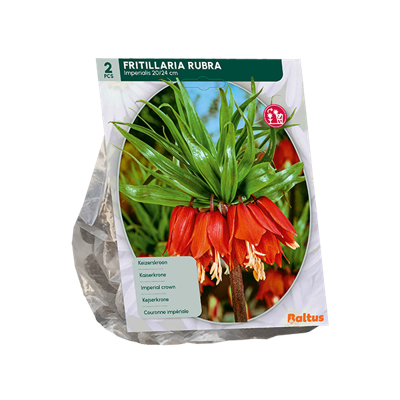 Kievitsbloem