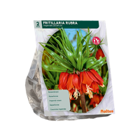 Kievitsbloem