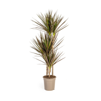 Dracaena Marginata Magenta Ø21cm - ↕110 - 130cm - thumbnail