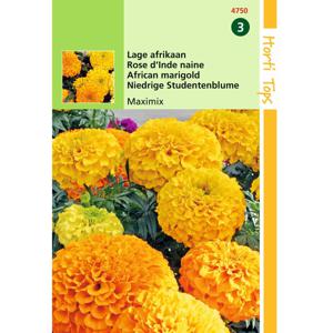 2 stuks - Hortitops - Tagetes Erecta Nana Maximix Mengsel