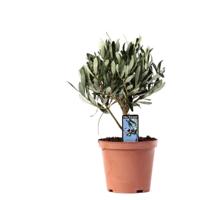Olea Olijf Op Stam - Ø13cm - ↕21cm Olea Olijf Op Stam - Ø13cm - ↕21cm