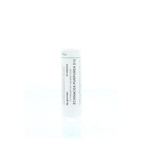 Echinacea purpurea D12