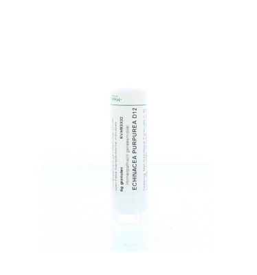 Echinacea purpurea D12